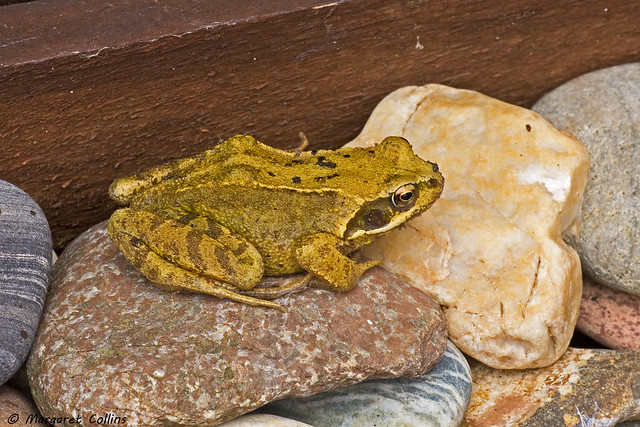 Yellow Frog 4