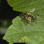 hoverfly (Eristalis sp)