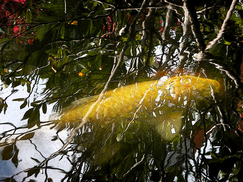 a golden Koi fish in a pond reflecting the leafy branches of overhead trees in the Puerto Vallarta Botanical Garden in Mexico using the Sumi-e brushstroke filter in Photoshop