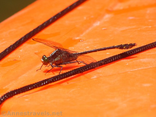 A dragonfly on my kayak, Honeoye Creek, New York