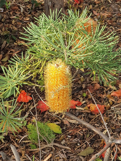 9357 Banksia and fallen orange flowers 20210630_155418
