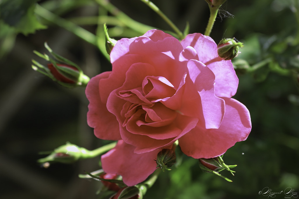 Sunlit Pink Rose!