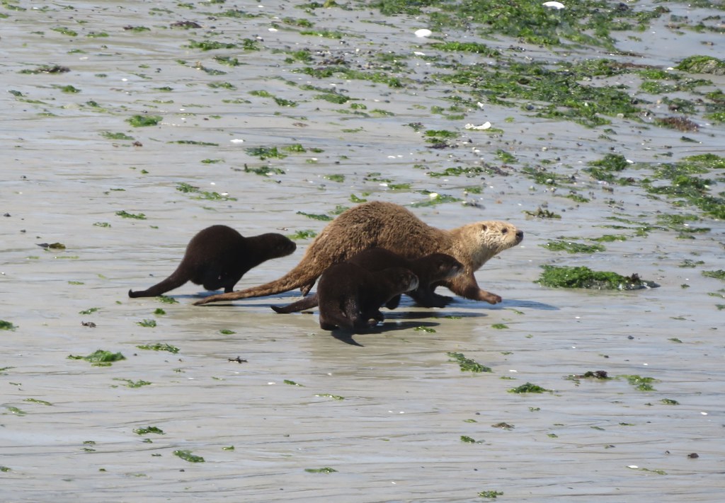Marine Otters staying close to mom.