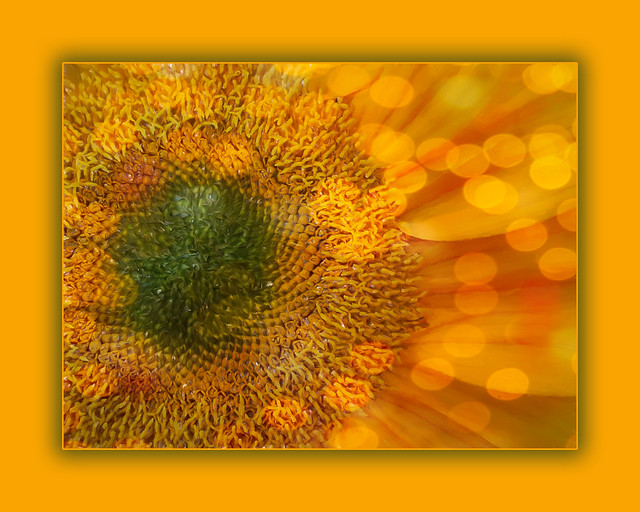 Sunflower 2 wBokeh