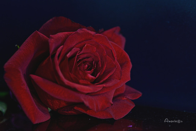 01_A red rose