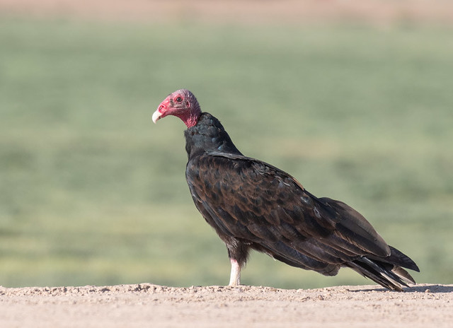 Vulture in the Fields