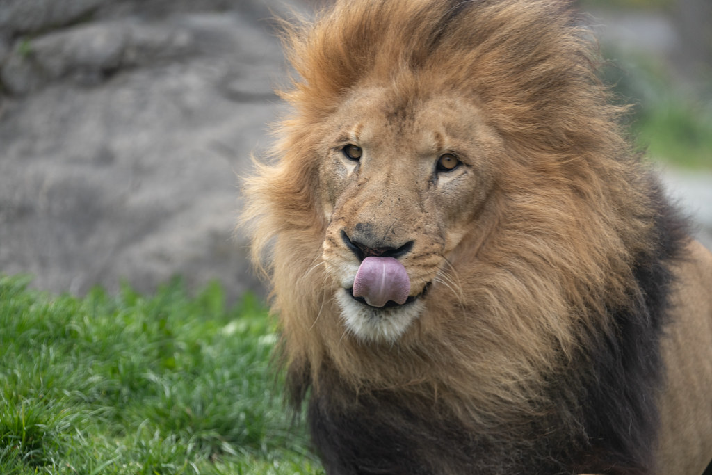 Lion Licking Nose