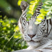 White Tiger "Rama" - ZooParc Overloon - The Netherlands