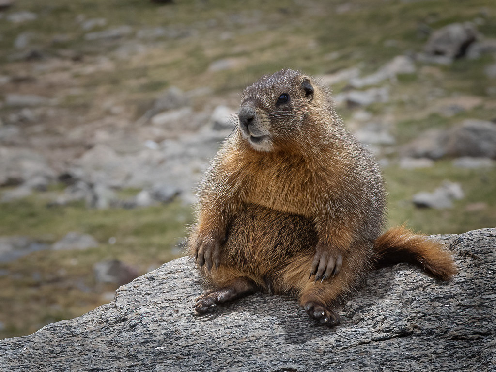 Yellow Bellied Marmot | Looks like it is practicing it's 'la… | Flickr