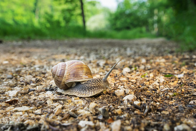 snail on the run