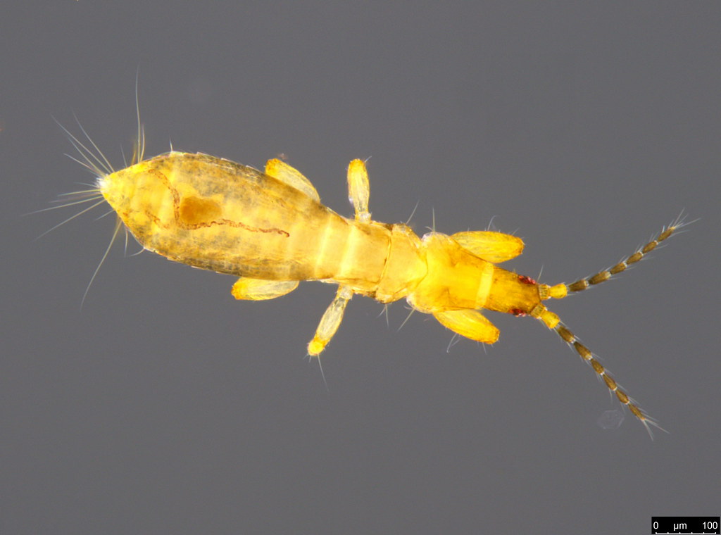 27a -Thysanoptera sp.