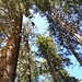 Volný pád z 20 metrů v lanovém parku, foto: Picasa