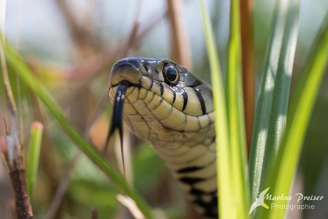 Ringelnatter // grass snake