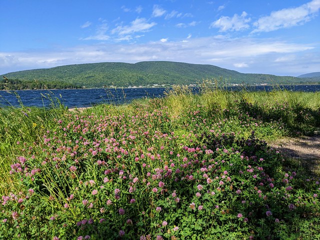Red Clover on Whycocomagh Beach