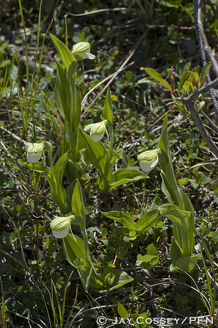 Sparrow's-egg Lady's Slipper, aka Franklin's Lady's Slipper Orchid (Cypripedium passerinum) R8198 Churchill, MB HDv