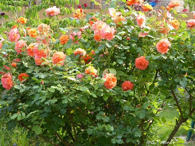Mein Rosengarten 2021 Rose Westerland