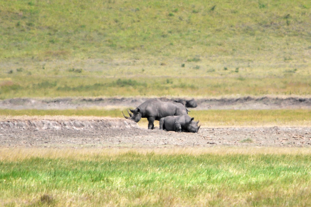 TANZANIA SAFARI - 184 Black Rhinoceros (Diceros bicornis), Ngorongoro Crater