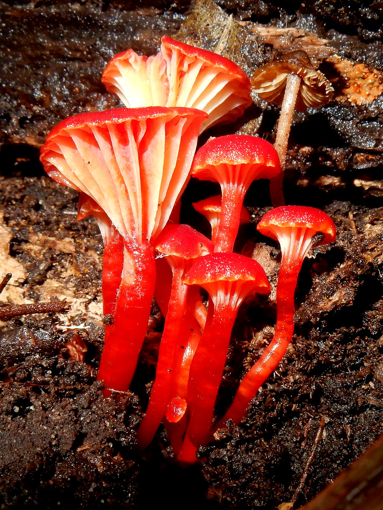 red waxcap (Hygrocbye lanecovensis)