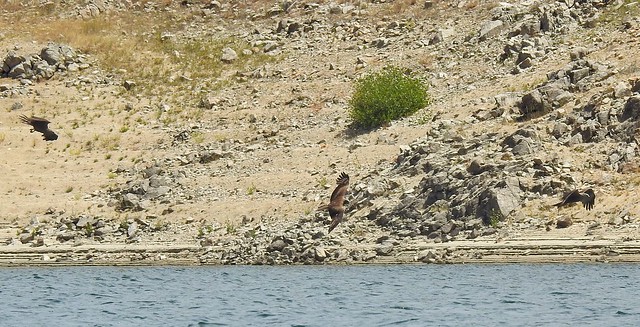 Aves rapaces pescando en el embalse del Atazar (Sierra Norte de Madrid)