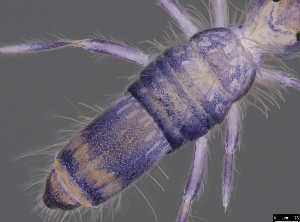 24c - Entomobrya sp.