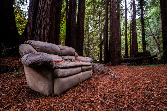 Sofa in the Pines