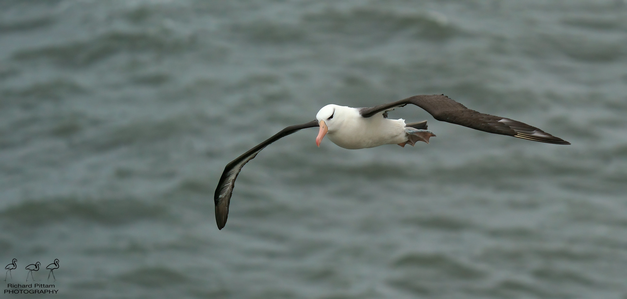 Black-browed Albatross - what a bird!
