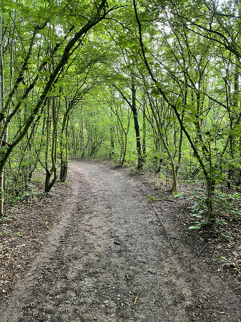 Muddy path through the trees