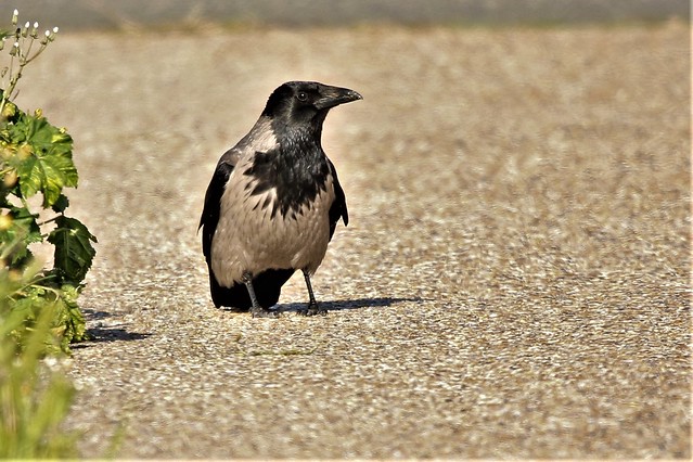 Hooded Crow  Corvus cornix