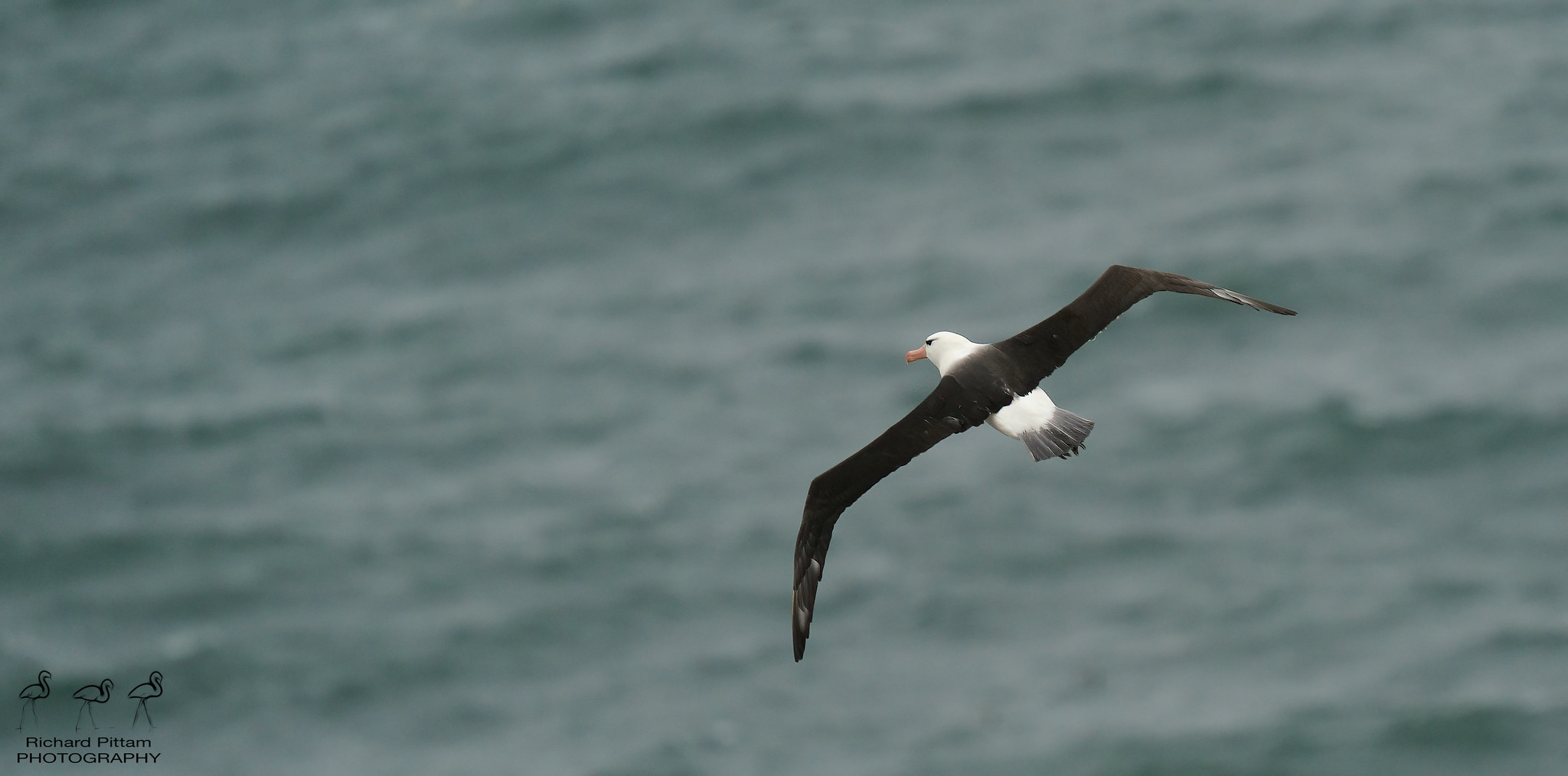 Black-browed Albatross - what a bird!