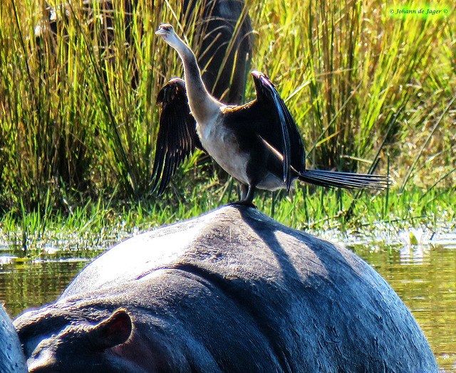 Why fly, when you can hitch a ride on a hippo?