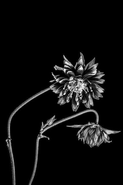 Given silver B&W treatment - mop-headed Aquilegia flower (granny's bonnet or columbine). A Potterton garden, Potterton, Aberdeenshire, Scotland. Fine art black & white.