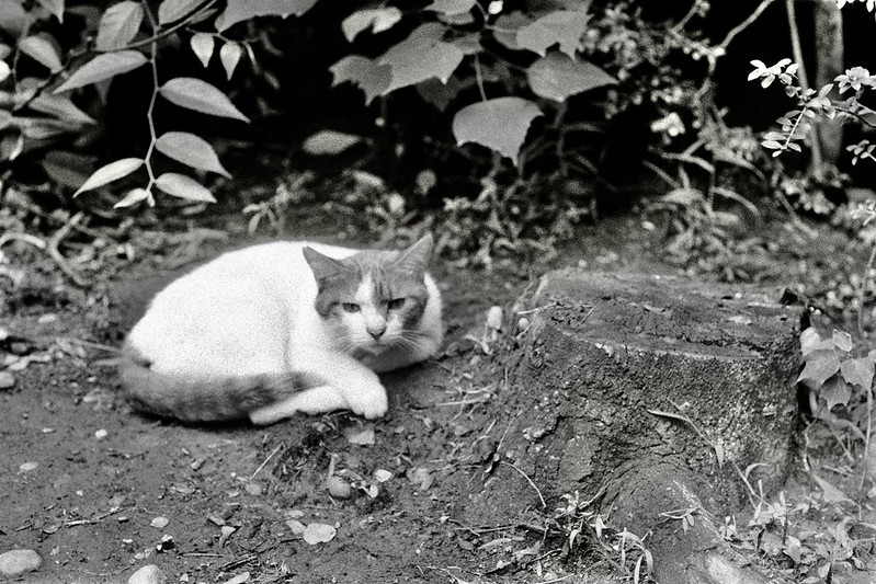 Leica Ⅲf+Leitz Summicron 50mm f2 0 1st+KODAK 400TX雑司ヶ谷三丁目みみずく公園の猫 茶ブチ