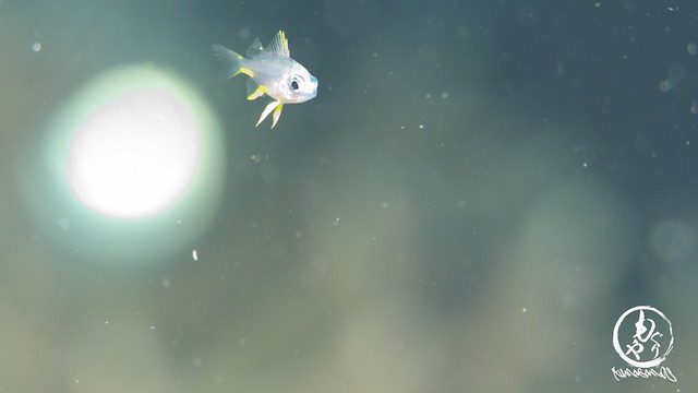 ナミスズメダイ幼魚。まささまのライトを添えて