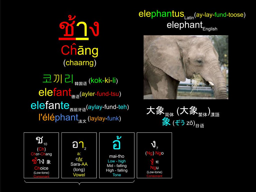 Word of the Day : ช้าง (Chaang) 大象 Elephant (象 ぞう) Elefant Gajah