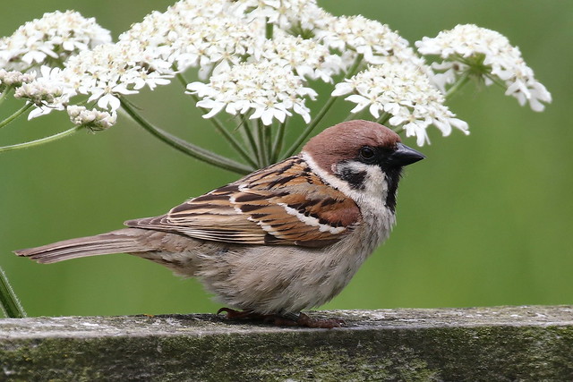 Tree Sparrow -  RSPB Bempton IMG_9999_996