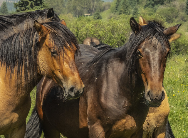 Alberta's Wild Horses