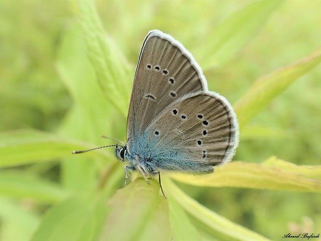 Butterfly 2021 (Cyaniris semiargus)