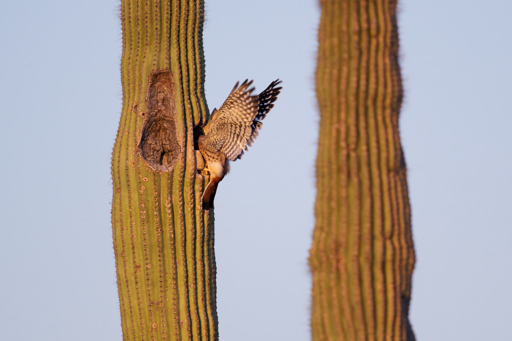 A male kestrel flares out his wings to maintain his balance as he leans into his nest in a saguaro to feed a nestling. Taken near sunset at George Doc Cavalliere Park in Scottsdale, Arizona on June 6, 2021. Original: _RAC3486.arw