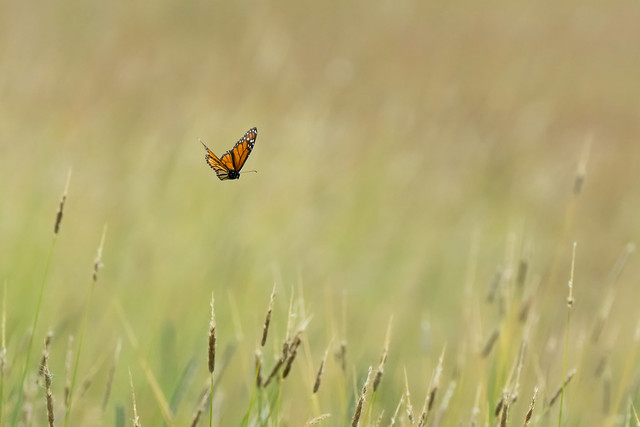 Backlit Butterfly (crop)
