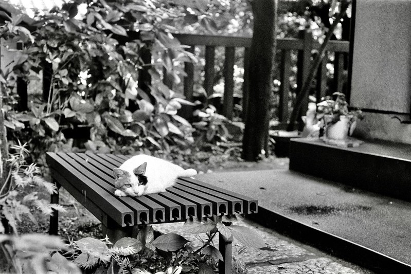 Leica Ⅲf+Leitz Summicron 50mm f2 0 1st+KODAK 400TX南池袋三丁目威光稲荷堂の猫 白三毛
