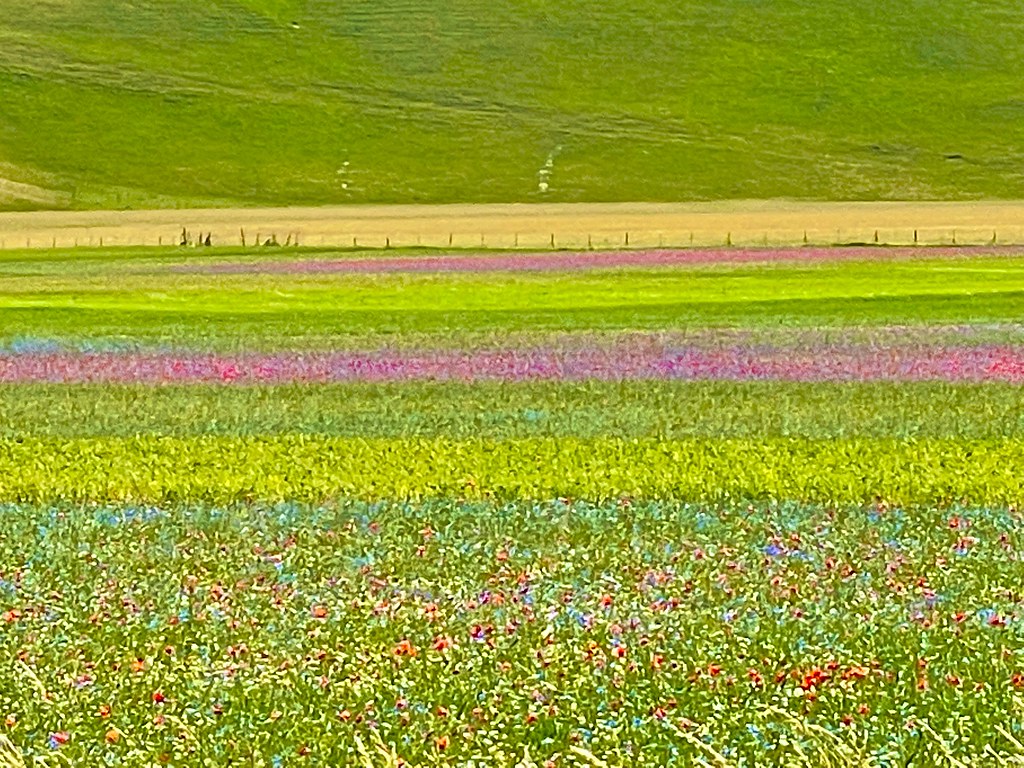 Piani di Castelluccio di Norcia - fioriture luglio 2021