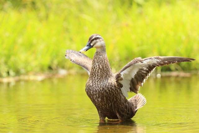 Eastern spot-billed duck