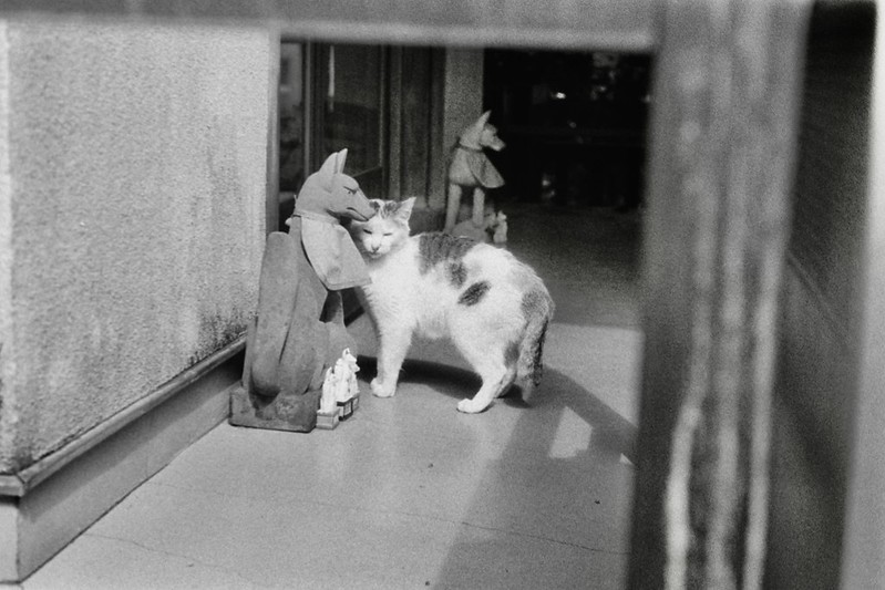 Leica Ⅲf+Leitz Summicron 50mm f2 0 1st+KODAK 400TX南池袋三丁目威光稲荷堂の猫 白三毛