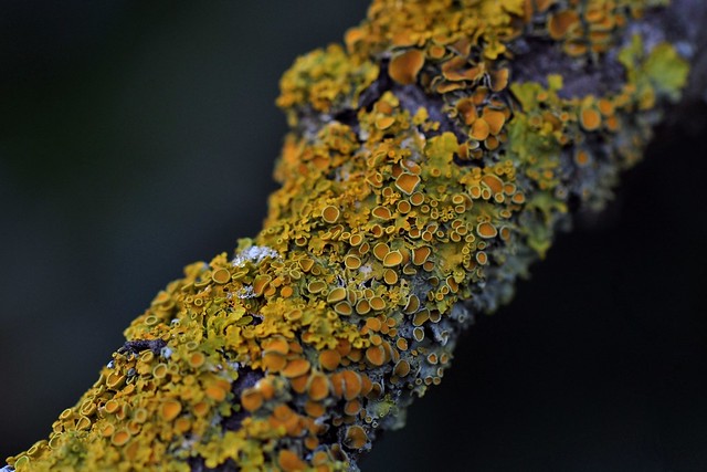 Common Orange Lichen (Xanthoria Parietina)