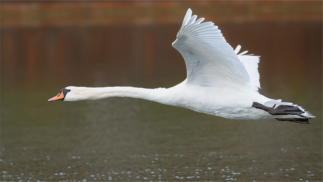 swan's flight