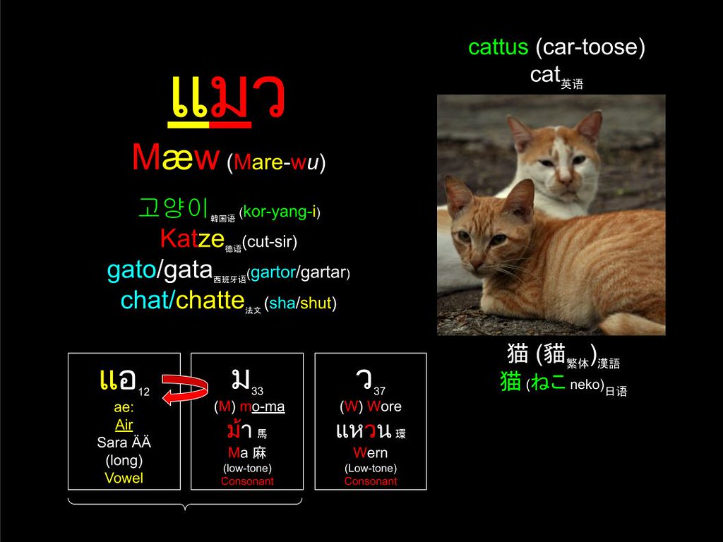 Word of the Day : Cat แมว (Mare-wu) 猫 (貓) (ねこ) Katze Kuching
