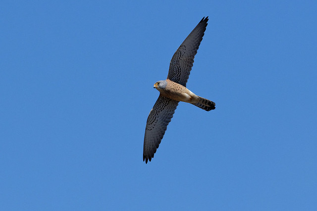 Faucon crécerellette - Falco naumanni - Lesser Kestrel - Rötelfalke - Cernícalo primilla - Grillaio