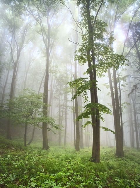 Foggy Beech Forest