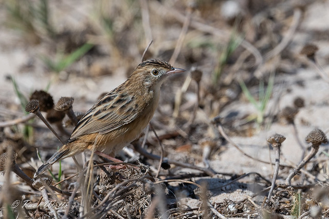 Zitting Cisticola also known as a Fan-tailed Warbler (Cisticola juncidis)