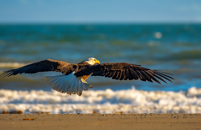 Eagle take-off